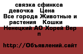 связка сфинкса. девочка › Цена ­ 500 - Все города Животные и растения » Кошки   . Ненецкий АО,Хорей-Вер п.